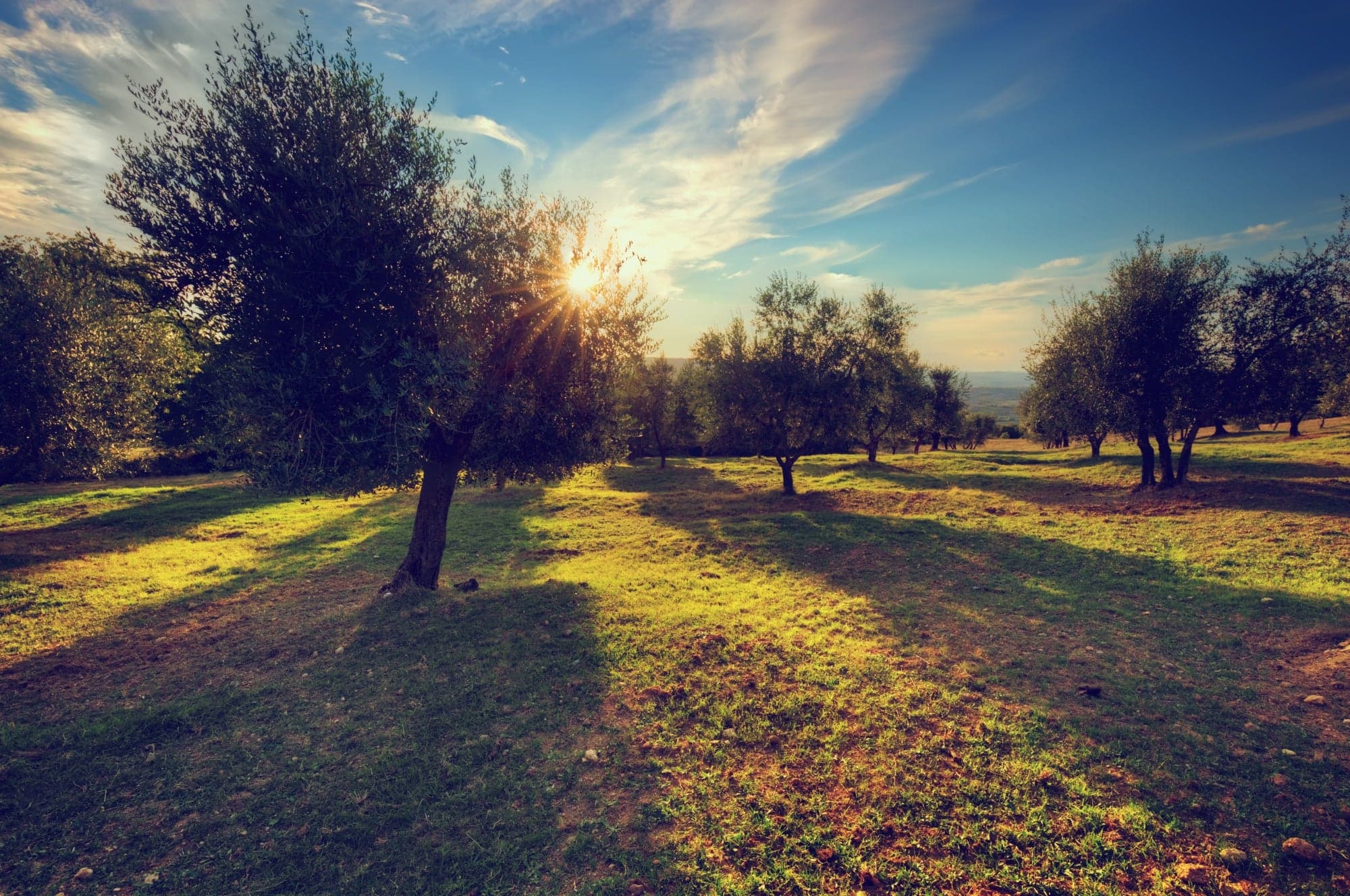 Uliveto Carpe Diem in Puglia
