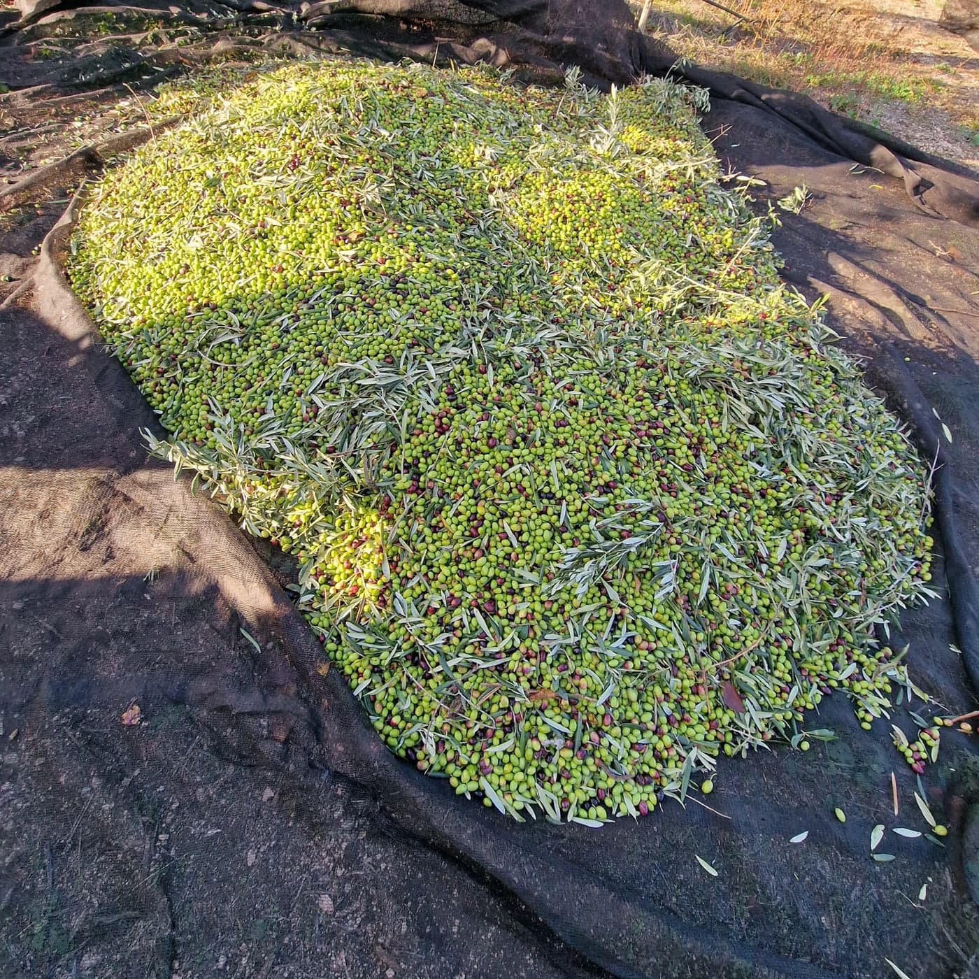 Olive Coratina appena raccolte